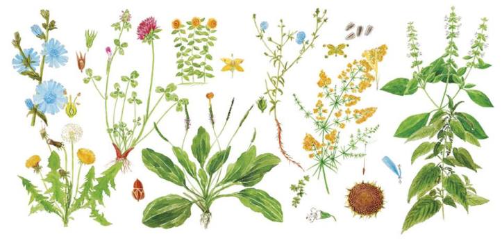 Calatorie printre ierburi si lumina 11