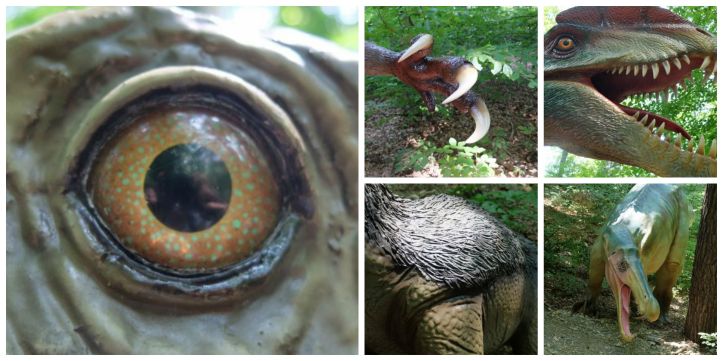 dino parc rasnov detalii 2 Collage
