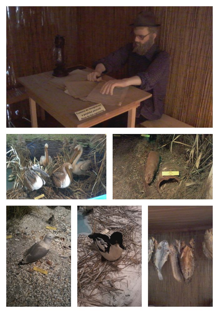 Povestile parintilor Roata Mare ICEM Tulcea 2 Collage