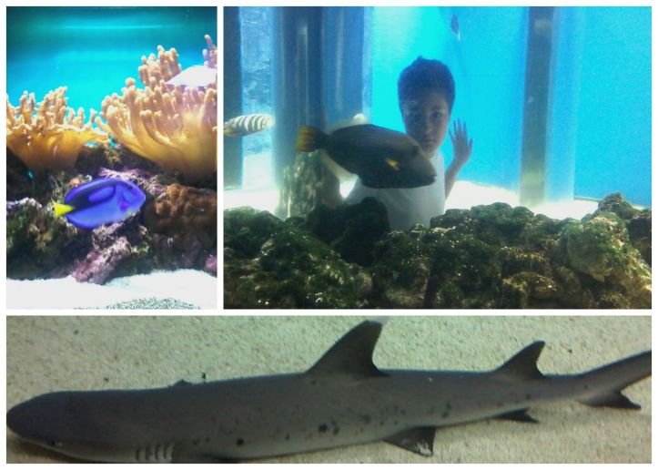 POvestile parintilor Roata Mare ICEM Tulcea 3 Collage