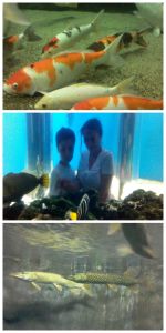 Povestile parintilor Roata Mare ICEM Tulcea 4 Collage