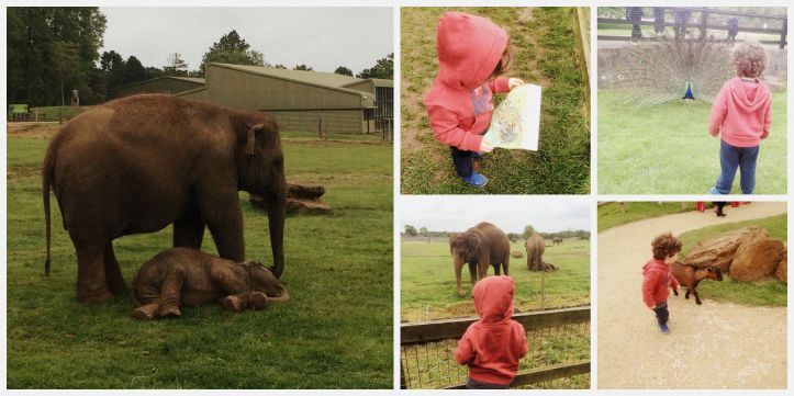 London Zoo Roata Mare 1 Collage