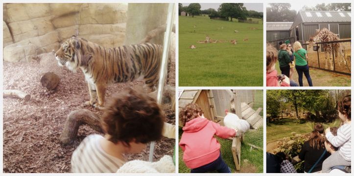 London zoo Roata Mare 2 Collage