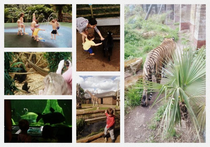 London zoo roata mare 3 Collage