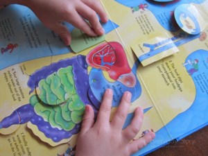 see inside your body roata mare 3